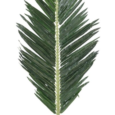 palm tree royal 180 scaled