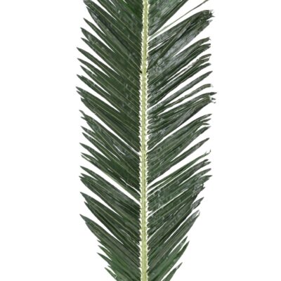 palm tree royal 250 scaled