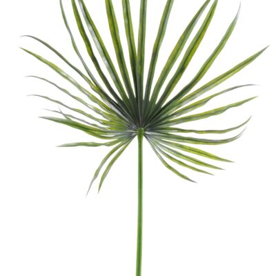 palmus camerus plast