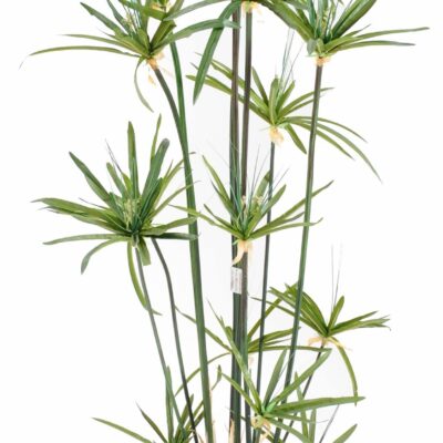 papyrus alternifolius 1