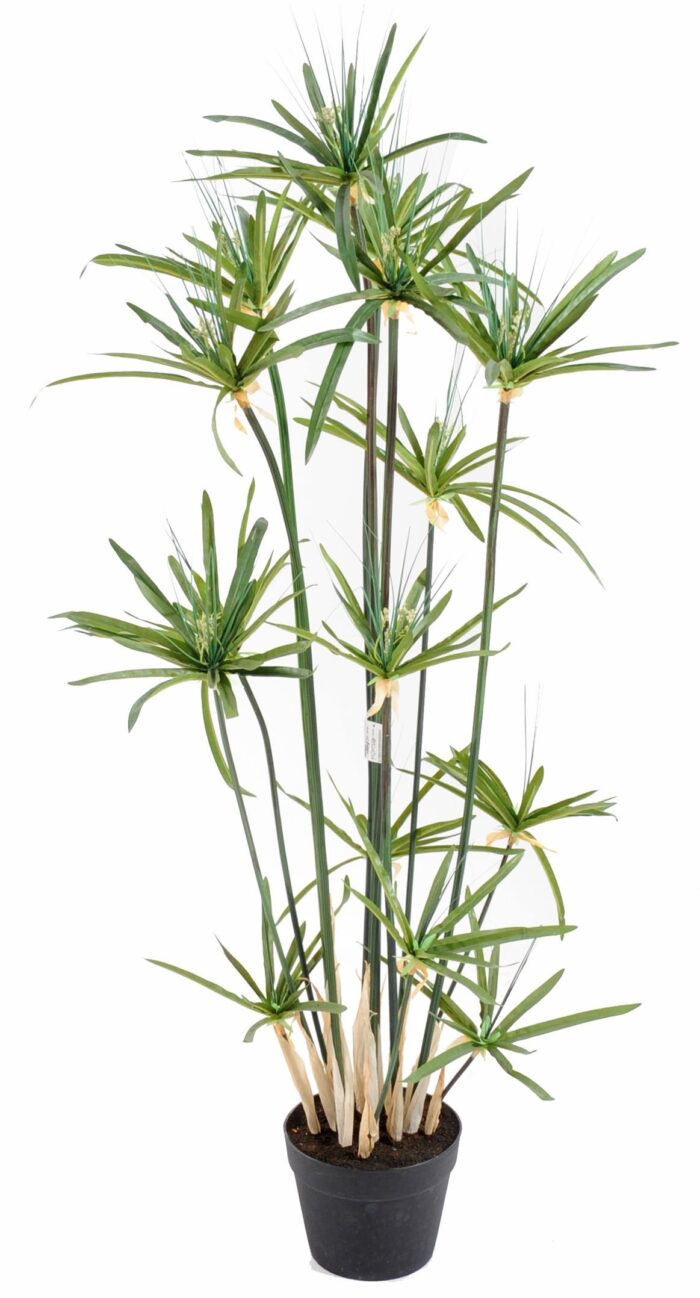 papyrus alternifolius 1