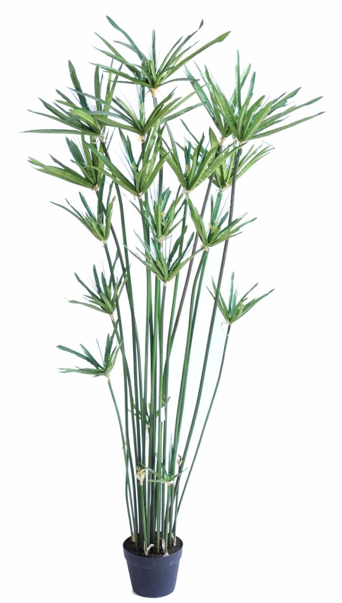 papyrus alternifolius 2