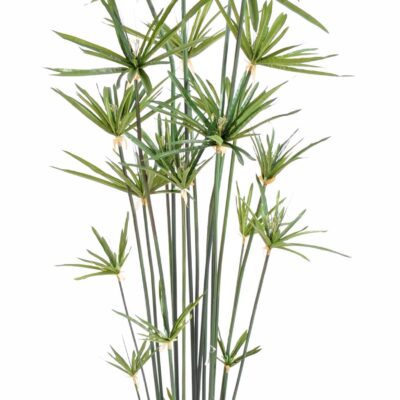 papyrus alternifolius 3