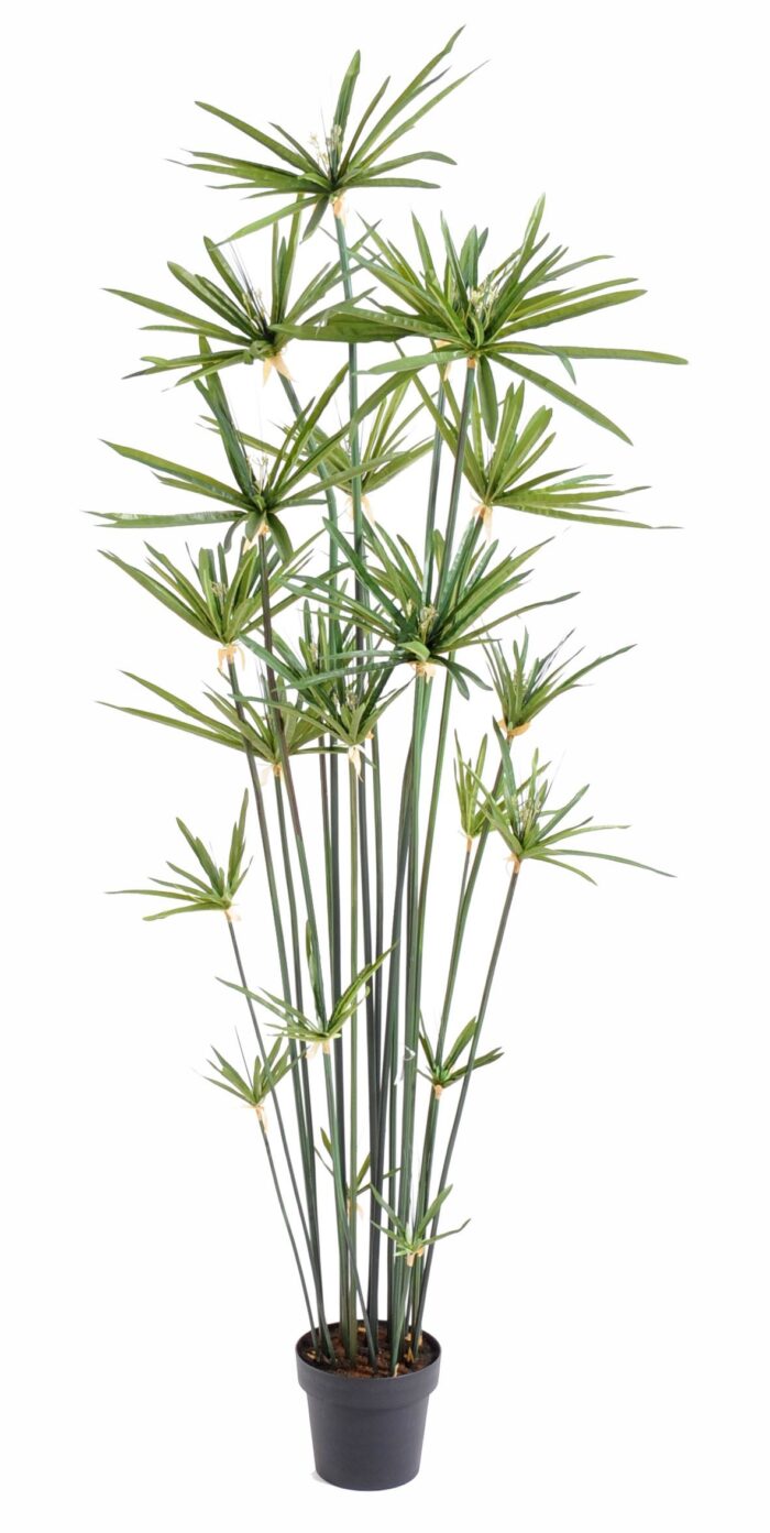 papyrus alternifolius 3