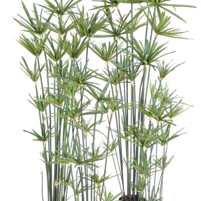 papyrus alternifolius