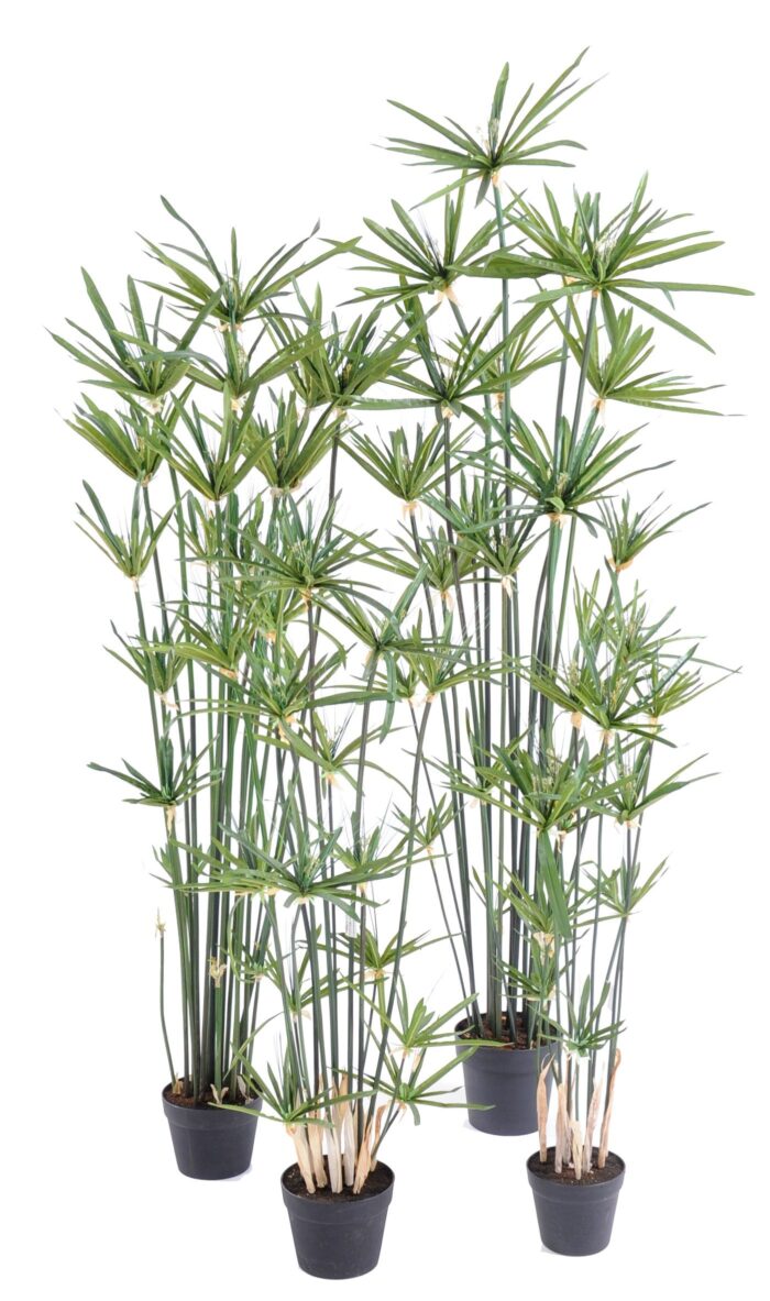 papyrus alternifolius