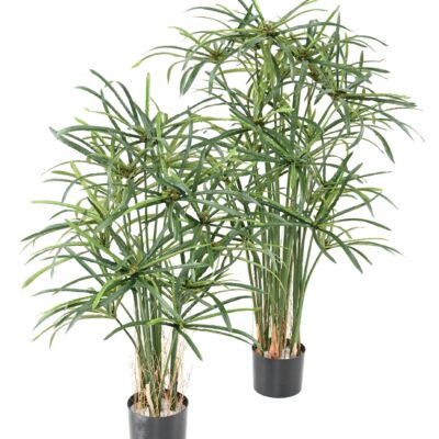 papyrus alternifolius baies 1 scaled