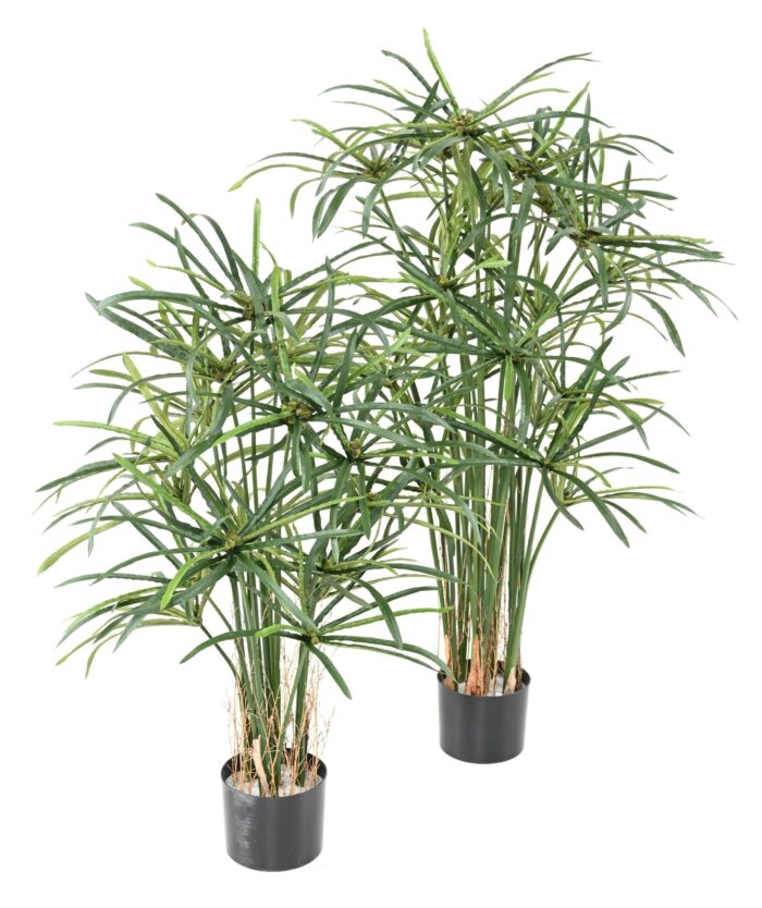papyrus alternifolius baies 1 scaled