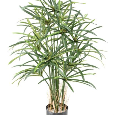 papyrus alternifolius baies scaled