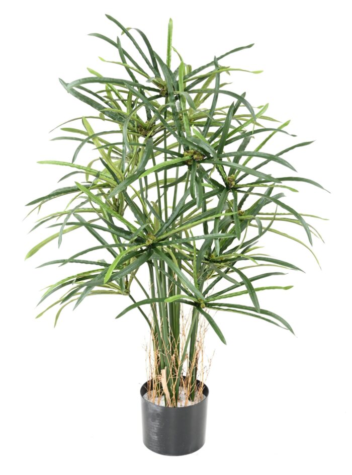 papyrus alternifolius baies scaled