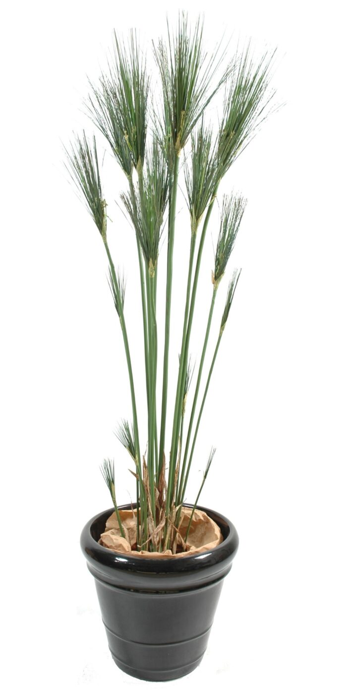 papyrus cyperus 1