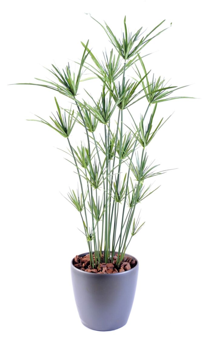 papyrus scaled