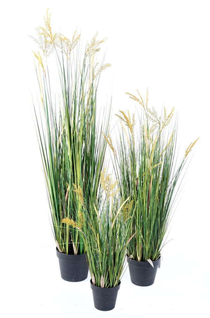 papyrus scirpus validus 1 scaled