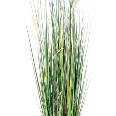 papyrus scirpus validus 2
