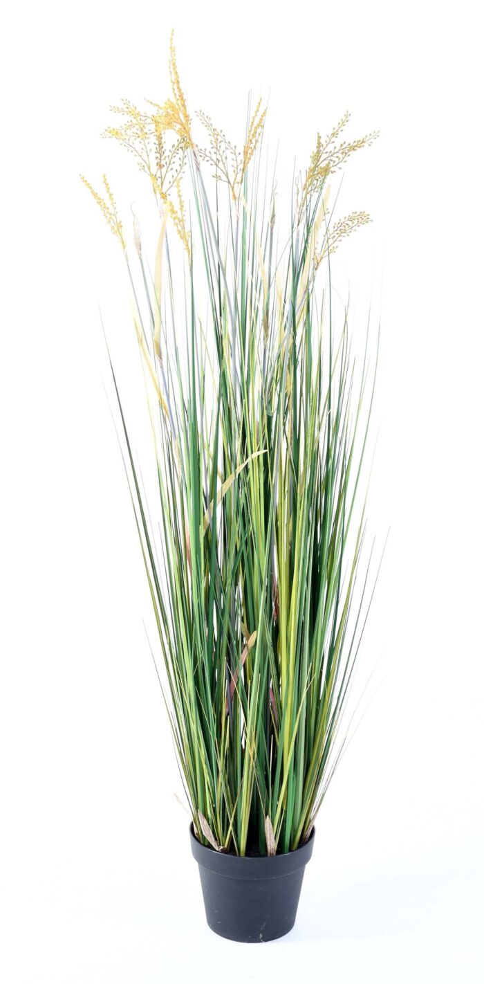 papyrus scirpus validus 2