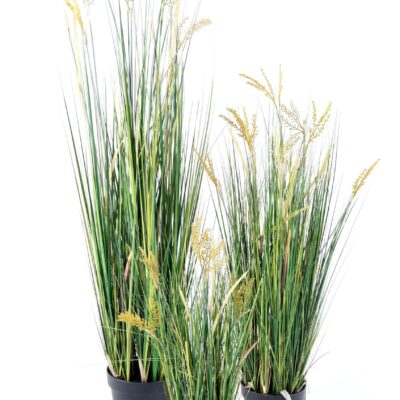 papyrus scirpus validus scaled