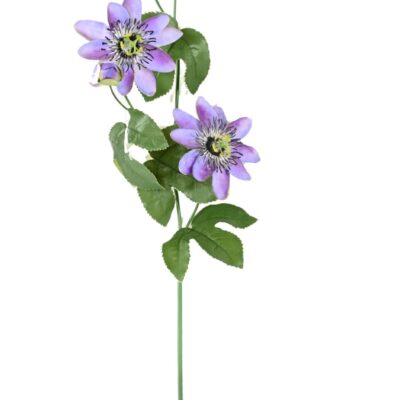 passiflor 100 scaled