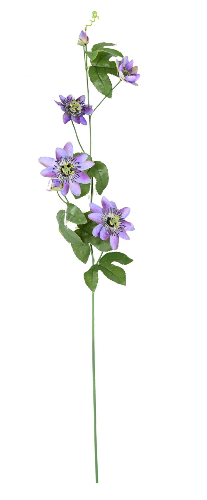passiflor 100 scaled