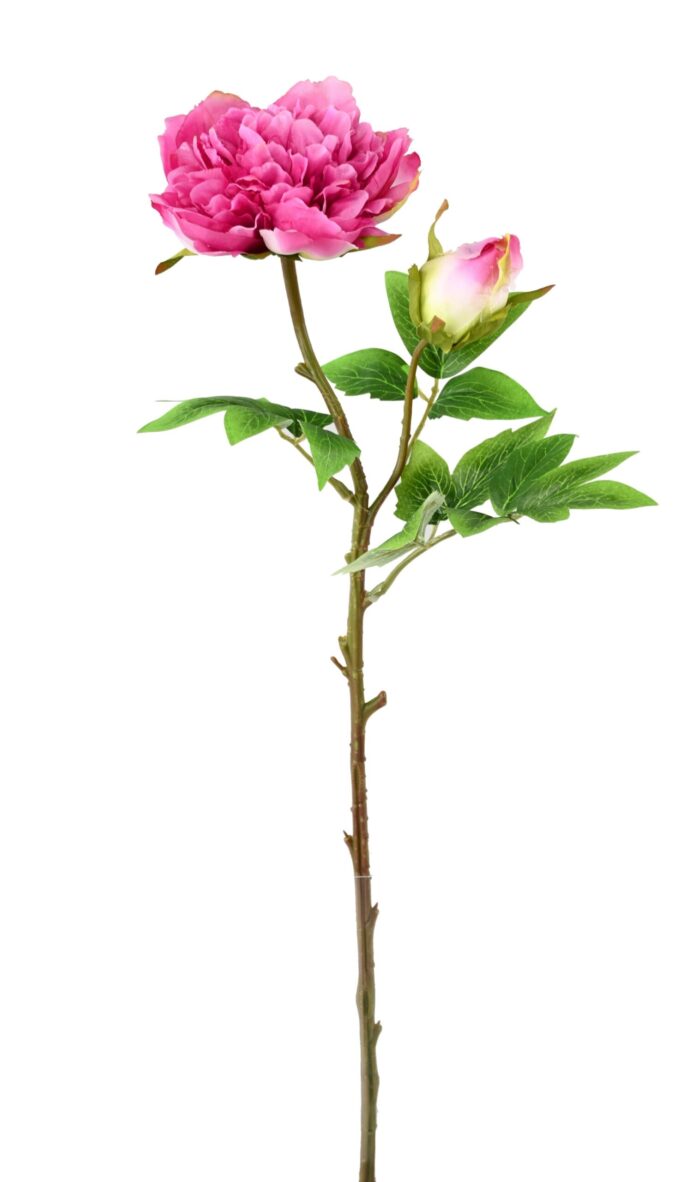 peony 1 scaled