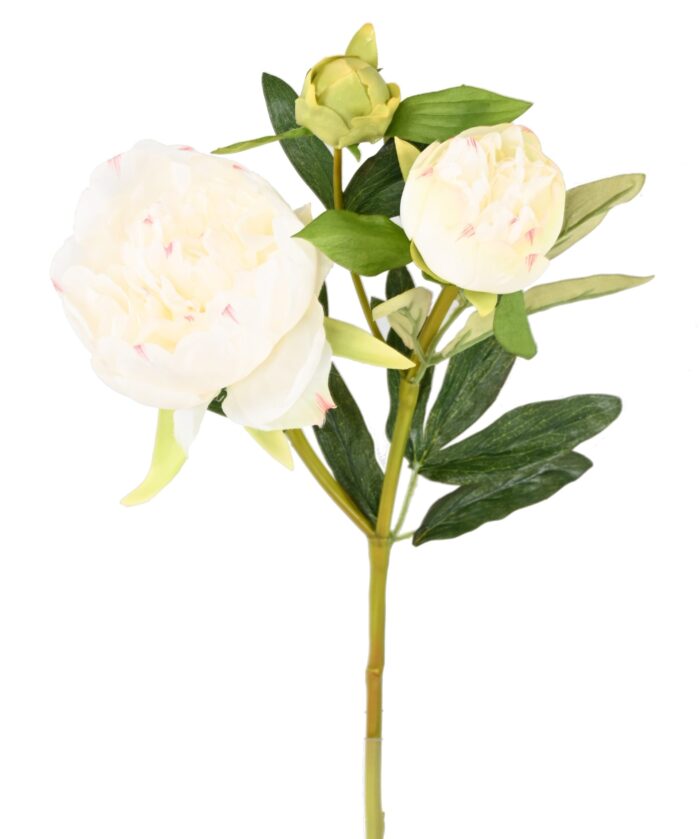 peony 201 1 scaled