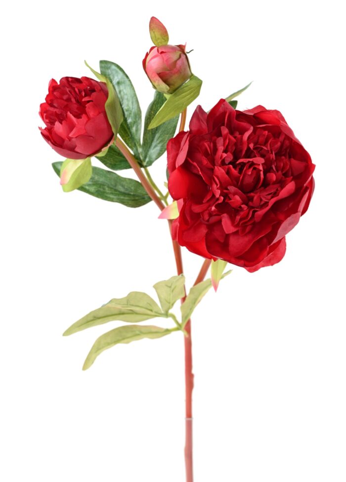 peony 201 2 scaled