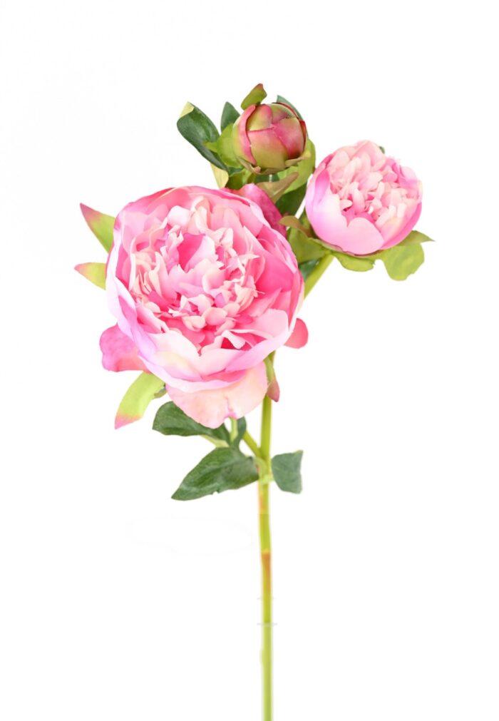 peony 201 scaled