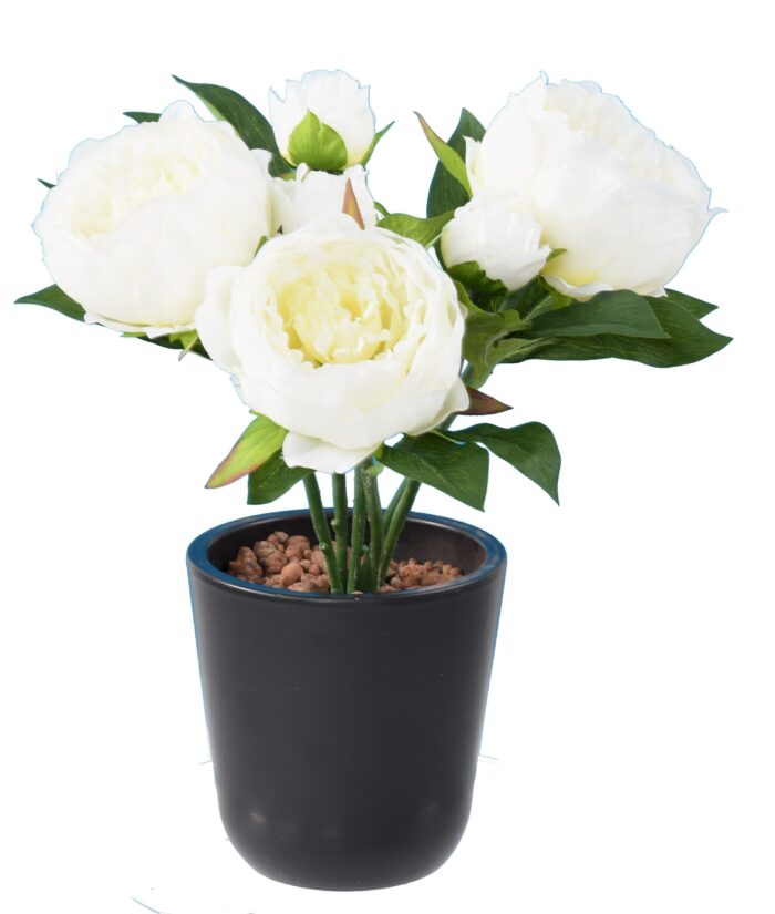 peony 3 scaled