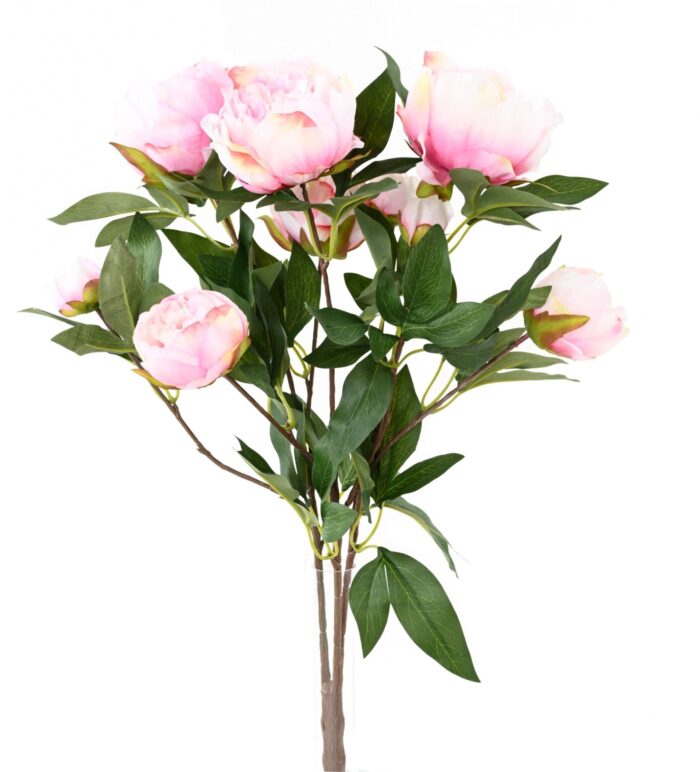 peony 6 60 scaled