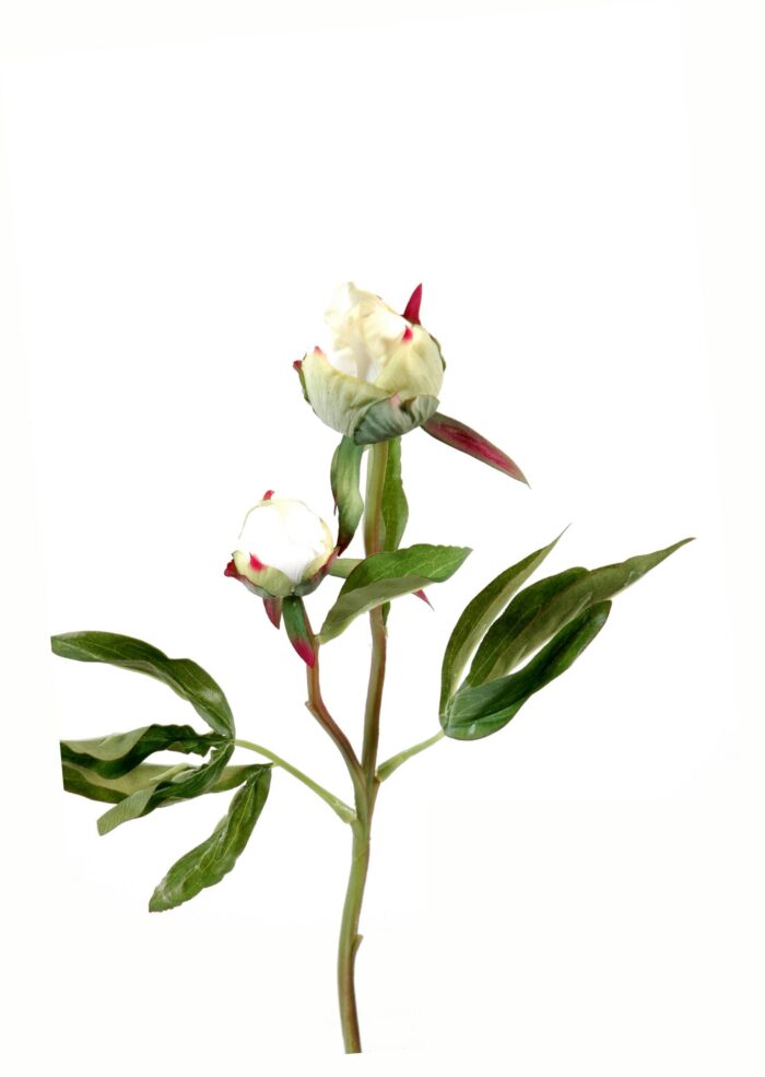 peony button2 fresh touch
