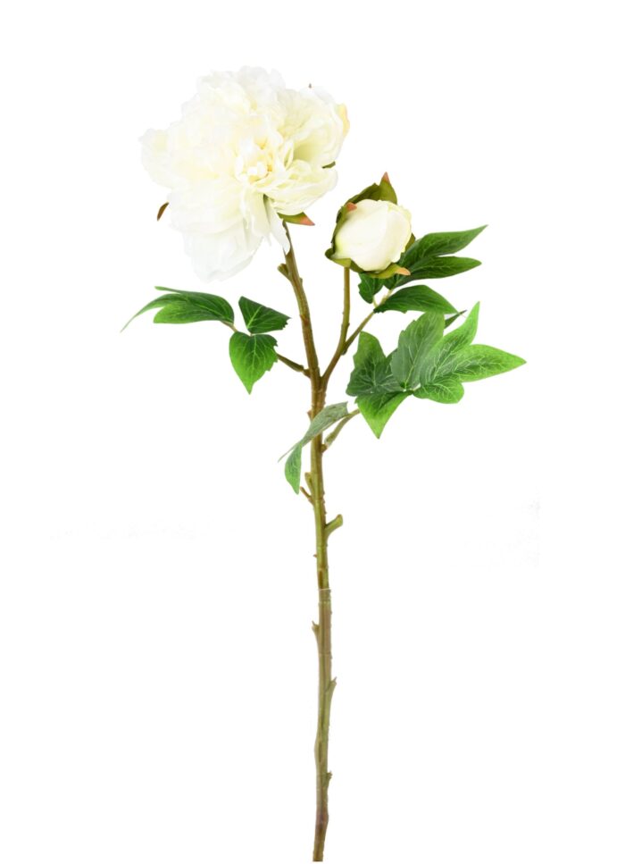 peony scaled