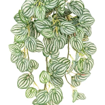 peperomia chute 70 scaled