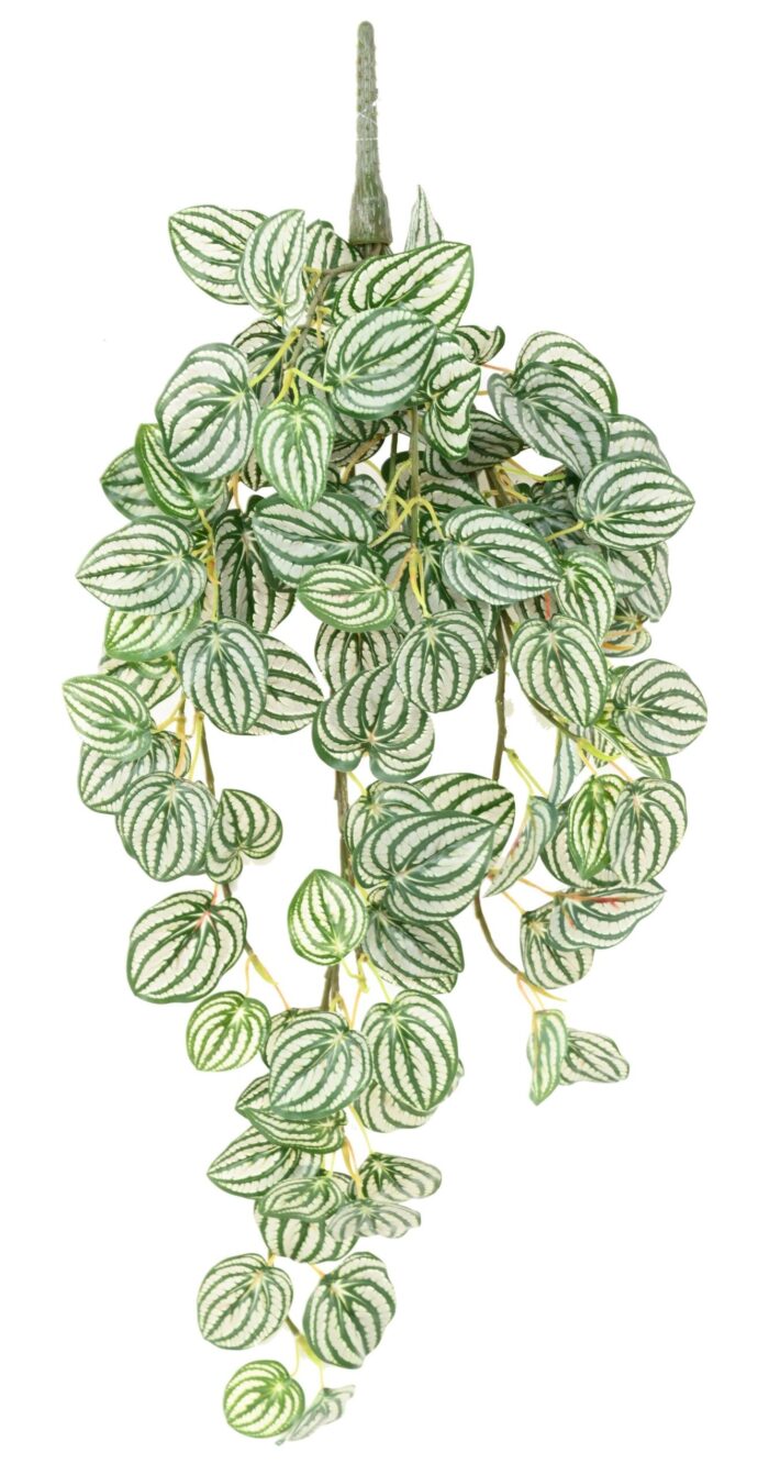 peperomia chute 70 scaled