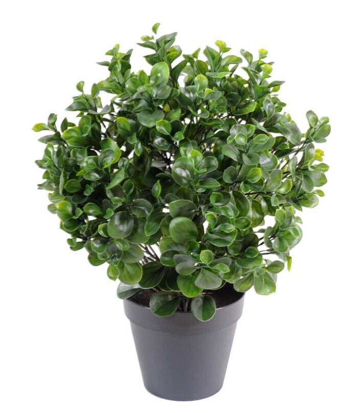 peperomia plasta