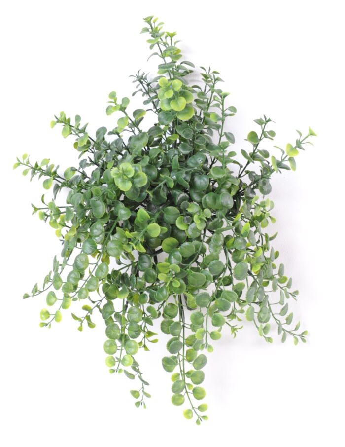 peperonia fall plast