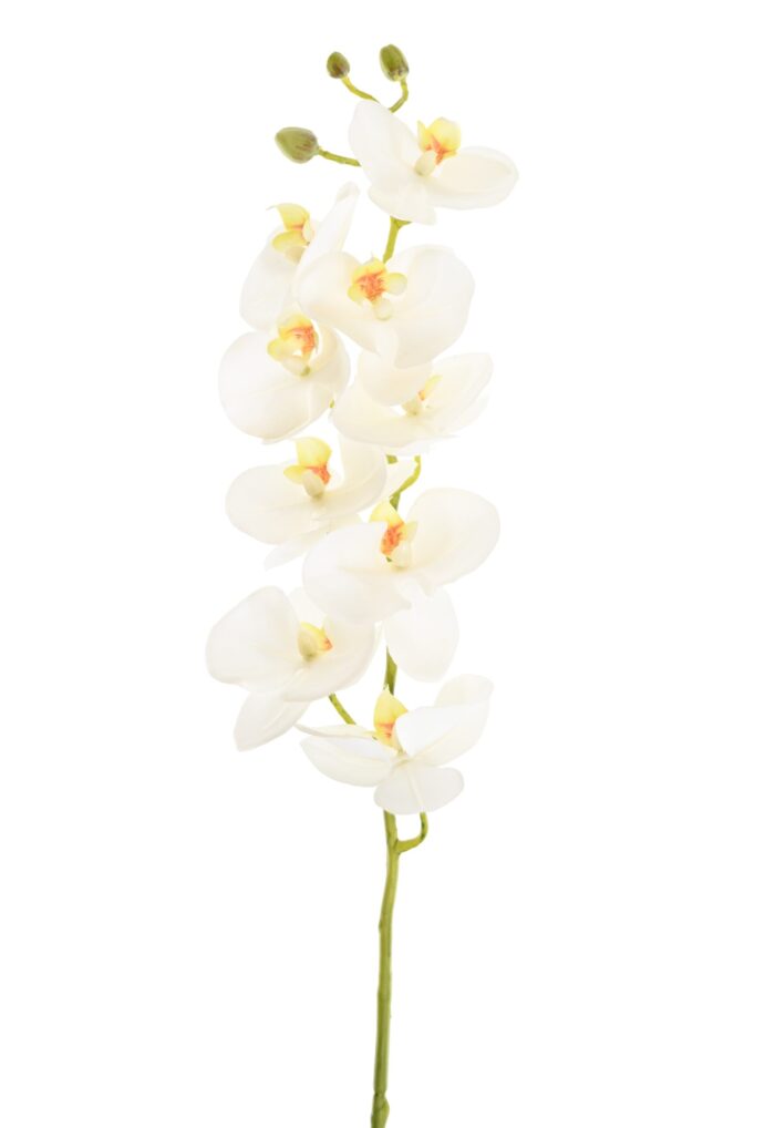 phalaenopsis 77 scaled