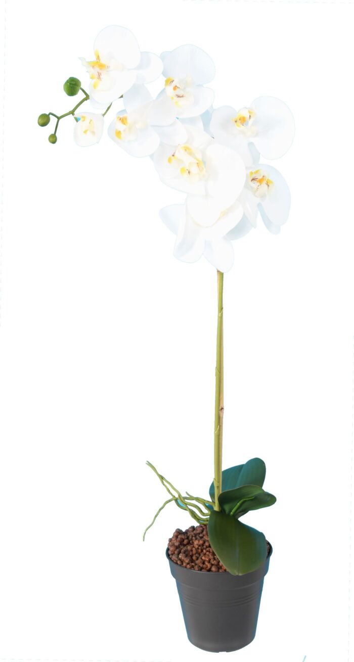 phalaenopsis 9 scaled