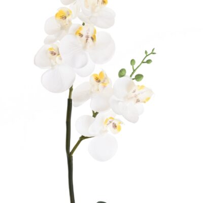 phalaenopsis double scaled