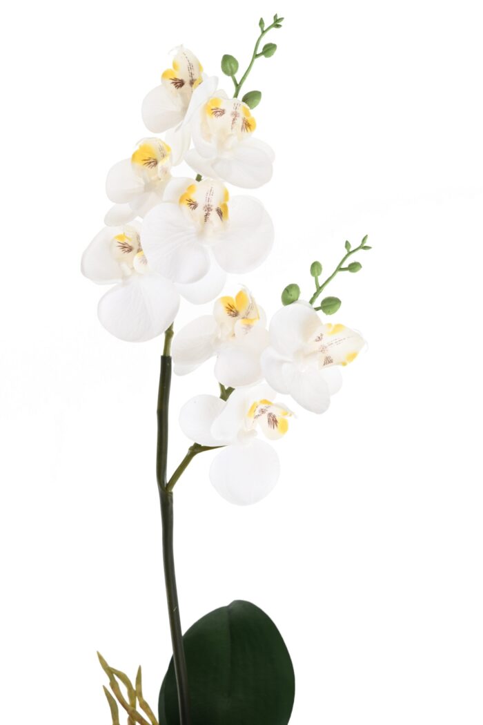 phalaenopsis double scaled