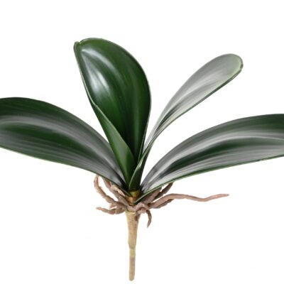phalaenopsis feuille scaled