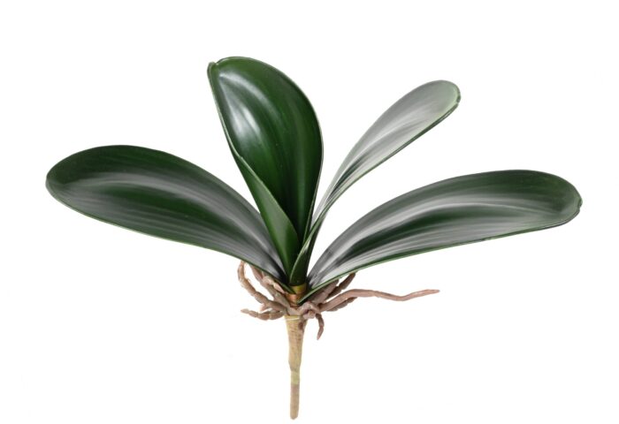 phalaenopsis feuille scaled