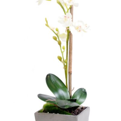 phalaenopsis gray pot