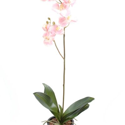 phalaenopsis l12 net sale 1