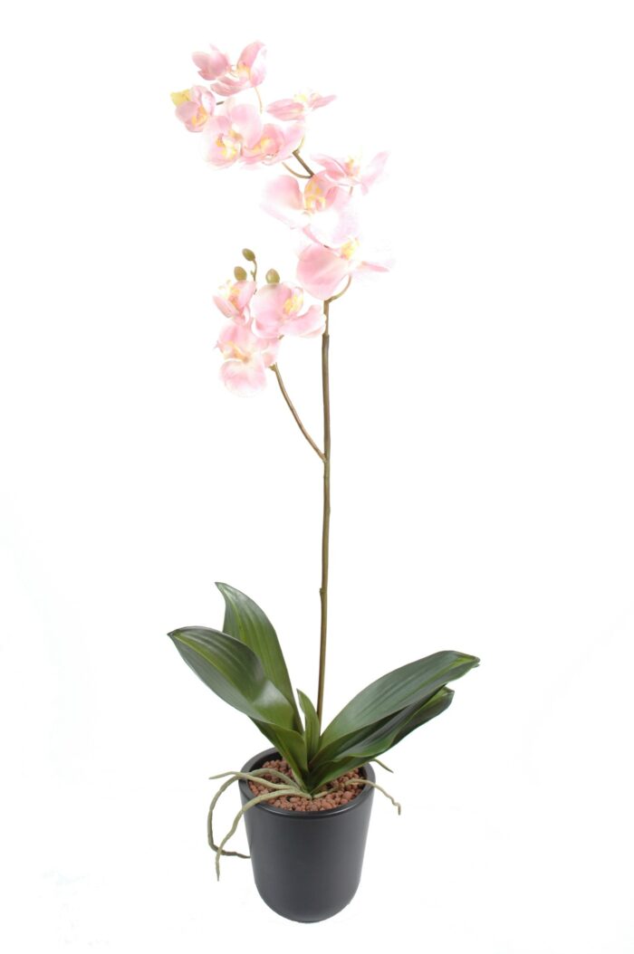 phalaenopsis l12 net sale 1