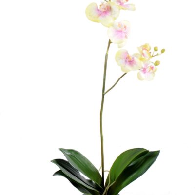 phalaenopsis l12 net sale scaled