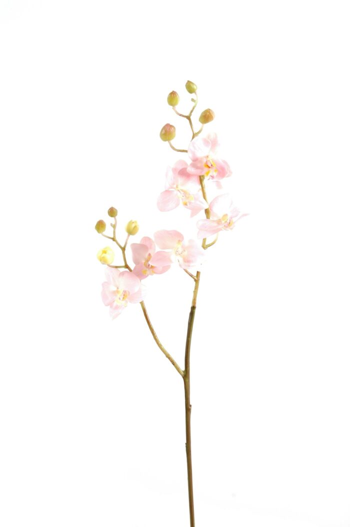 phalaenopsis m rod