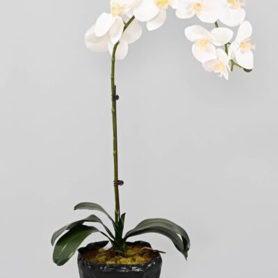 phalaenopsis motte 60 1