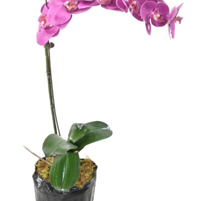 phalaenopsis motte 60 scaled