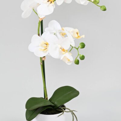 phalaenopsis pot2 scaled
