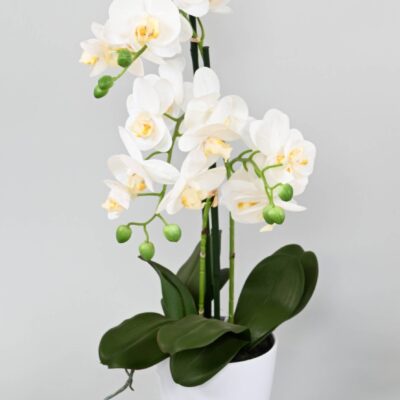 phalaenopsis pot3 scaled