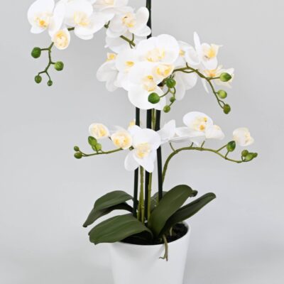 phalaenopsis pot5 scaled